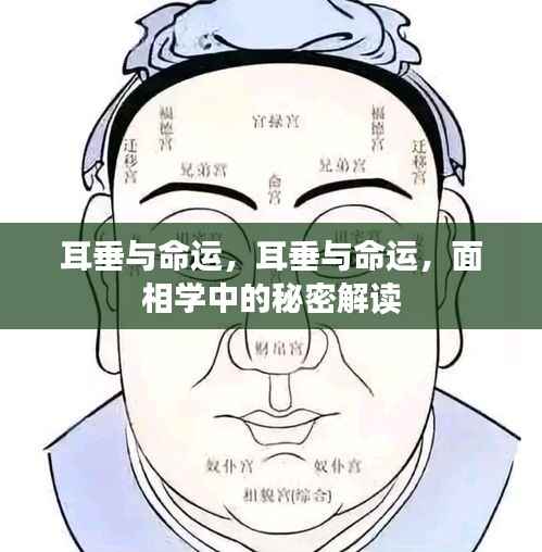 面相揭秘,耳垂与命运的神秘关联