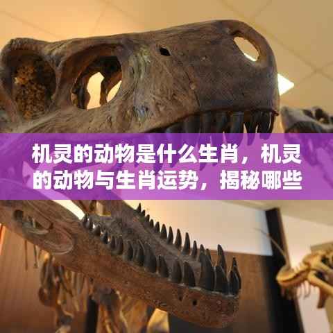 揭秘生肖中的机智动物,哪些生肖如灵兔般敏捷聪慧与运势揭秘