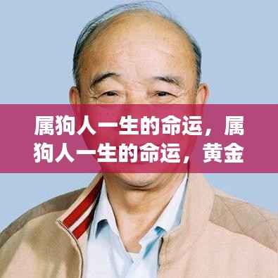 属狗人的命运轨迹,黄金岁月与星座运势的交织之旅