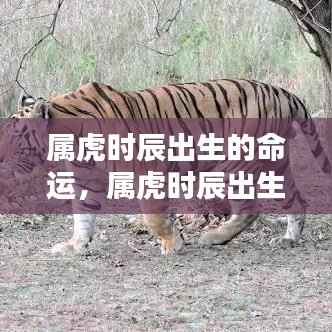 属虎时辰出生的命运解析,虎啸时空下的独特命运走势