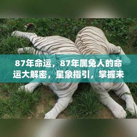 揭秘87年属兔人的命运走向,星象指引下的未来解密