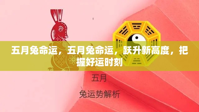 五月兔命运,跃升新高度,把握好运时刻