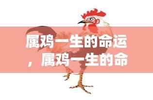 属鸡人的命运探索，吉祥之禽在命运之轮中的轨迹