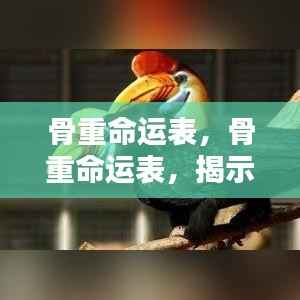 骨重命运表揭秘，重量背后的命运奥秘探索