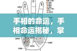 手相命运揭秘,掌纹里的生命奥秘探索