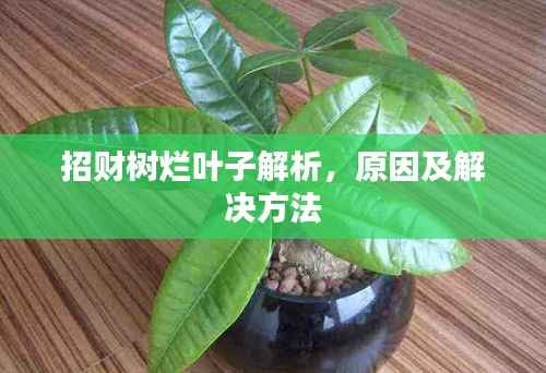 招财树烂叶子解析,原因及解决方法