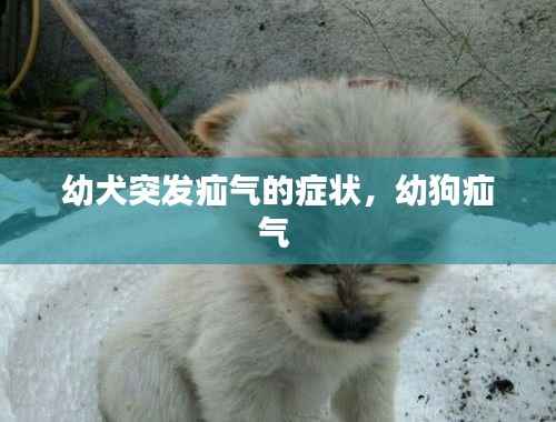 幼犬突发疝气的症状,幼狗疝气
