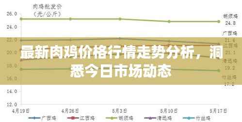 最新肉鸡价格行情走势分析，洞悉今日市场动态