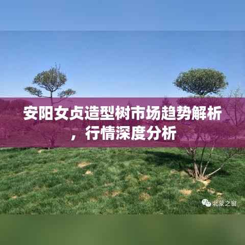 安阳女贞造型树市场趋势解析,行情深度分析