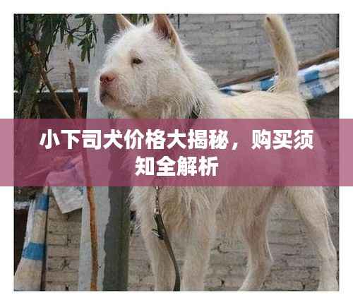 小下司犬价格大揭秘,购买须知全解析