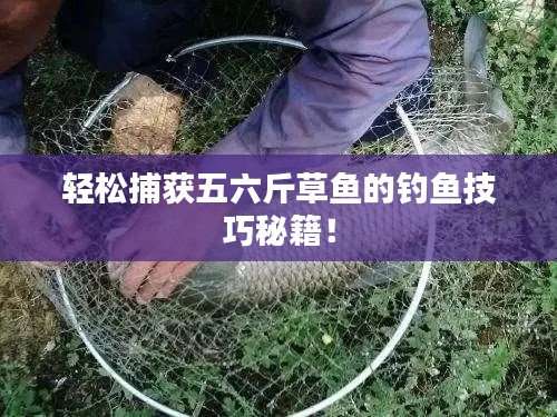 轻松捕获五六斤草鱼的钓鱼技巧秘籍!