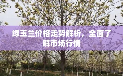 绿玉兰价格走势解析,全面了解市场行情