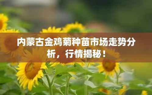 内蒙古金鸡菊种苗市场走势分析,行情揭秘!