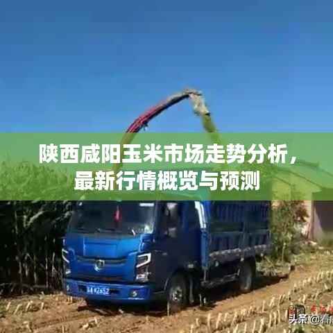 陕西咸阳玉米市场走势分析,最新行情概览与预测