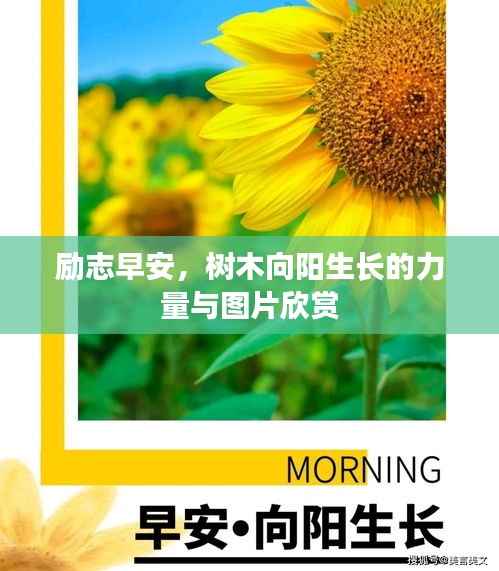 励志早安，树木向阳生长的力量与图片欣赏