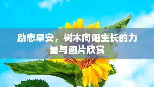 励志早安,树木向阳生长的力量与图片欣赏